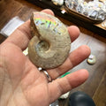 Ammonite #231