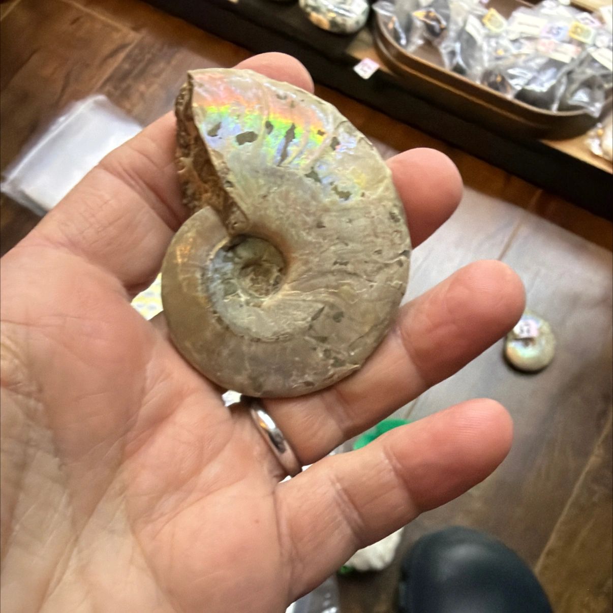 Ammonite #231