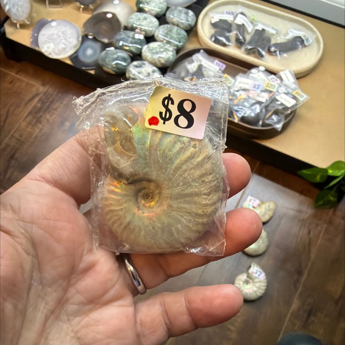 Ammonite #54