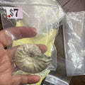 Ammonite #276