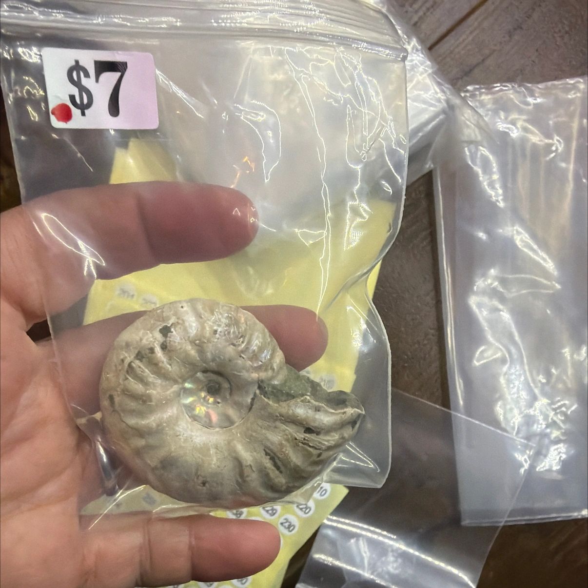 Ammonite #276