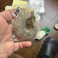 Ammonite #252